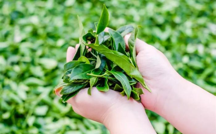 如何自制桂花茶（应该怎么做）