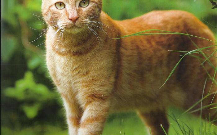电力猫如何配对（应该怎么做）
