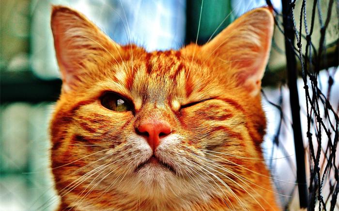 如何换猫（应该怎么做）