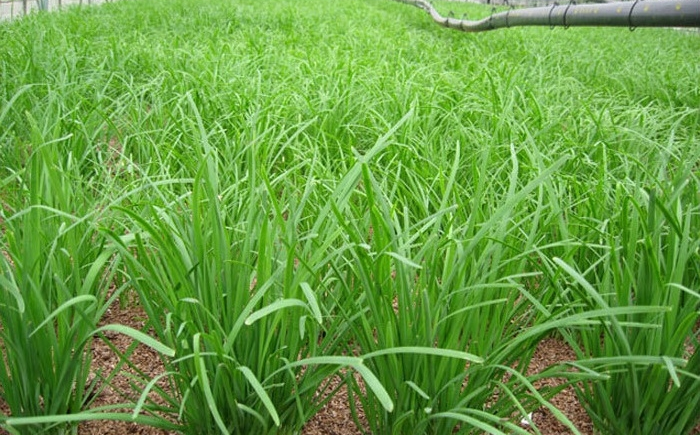 如何吃韭菜（应该怎么做）